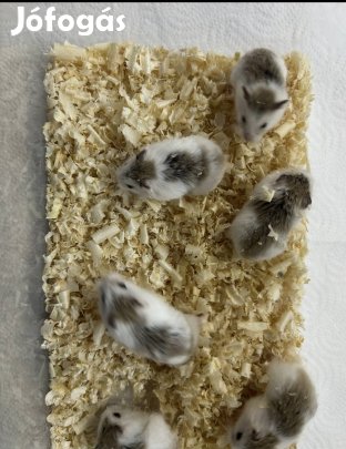 Roborovszki törpehörcsög eladó