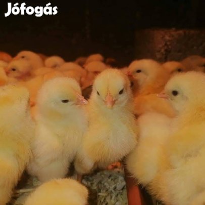 Ross308 napos csibe vasar