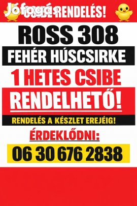 Ross 1 hetes csirke vasar