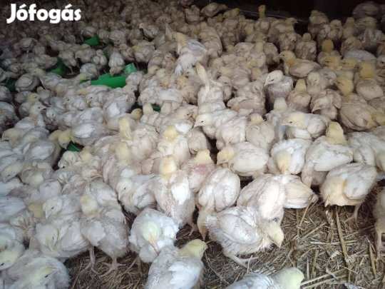 Ross 308 2 hetes előnevelt csirke 