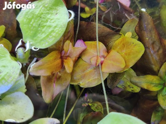 Rotala macarandra akváriumi növény, vízinövény