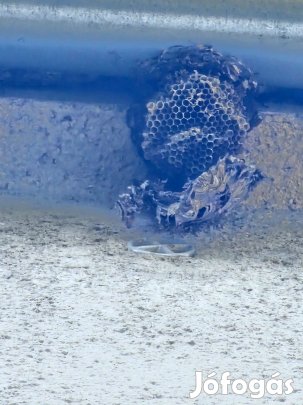 Rovarstop.info Ágyi poloska, csótány, darázs, nyest