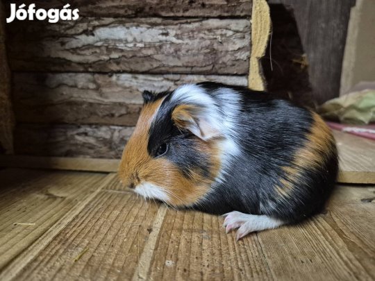 Rövidszőrű tengerimalac tenyésztőtől 