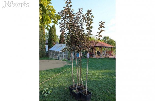 Royal Burgundi bordó levelű díszcseresznye 120 cm-re oltott