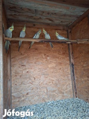 Rozella és nimfa papagájok!