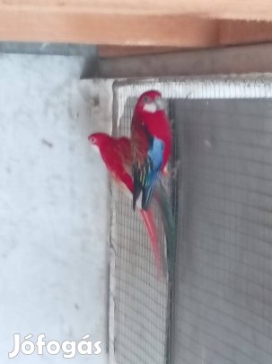 Rozella papagáj pár