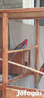 Rozella papagáj pár eladó