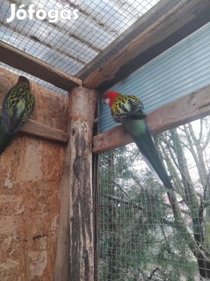 Rozella papgáj hím