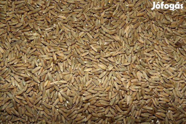 Rozs eladó (kombájntiszta)