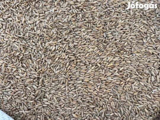 Rozs vetőmag minőségű