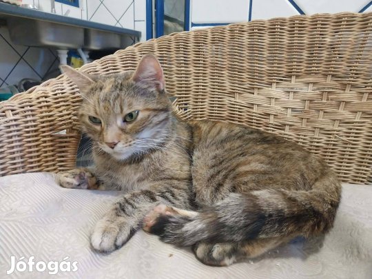 Rózsa az álom cica, örökbefogadó gazdát keres ingyenesen