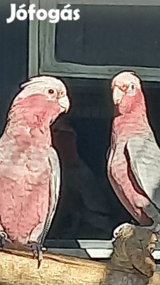 Rózsa kakaduk eladók.