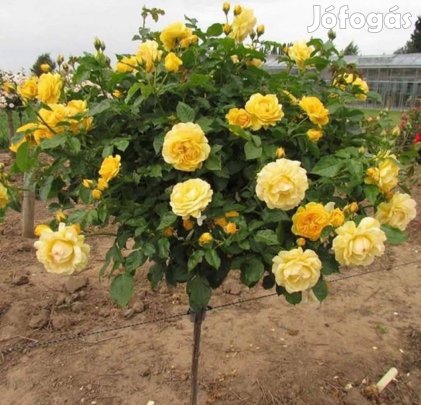 Rózsafa eladó