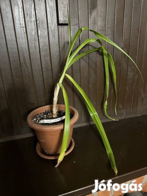 Rózsás ernyősliliom (Crinum × powellii)