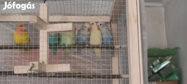 Rózsásfejű törpepapagájok