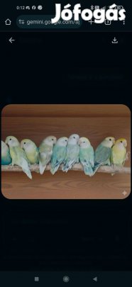 Rózsásfejű törpepapagájok eladók