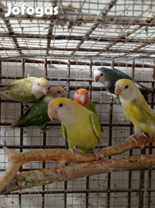 Rózsásfejű törpepapagájok eladók