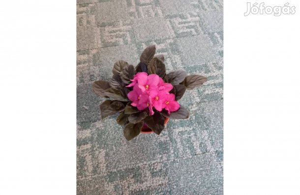 Rózsaszín Fokföldi ibolya 3 db