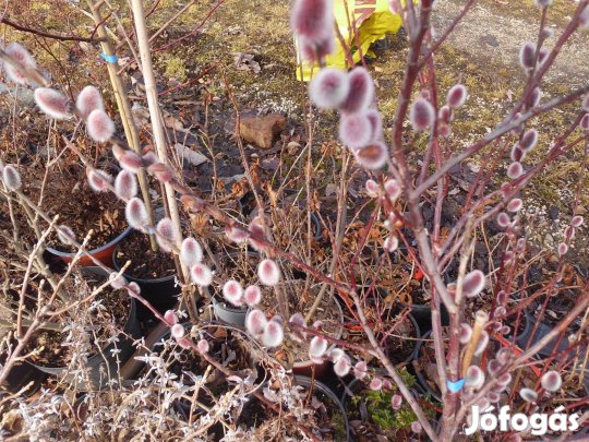 Rózsaszín barka eladó