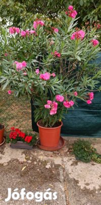 Rózsaszín dupla virágú leander 170 cm magas