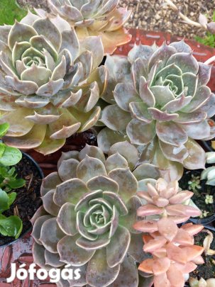 Rózsaszín levelű hamvas pozsga rózsa