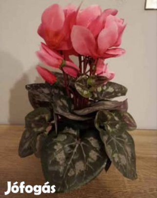 Rózsaszín műciklámen cserépben