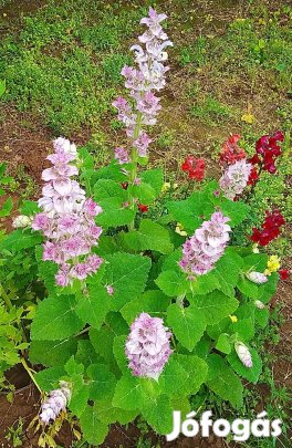 Rózsaszín muskotályzsálya virágmag eladó
