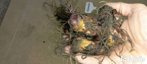 Rózsaszín nagyon mutatós kánna gumók