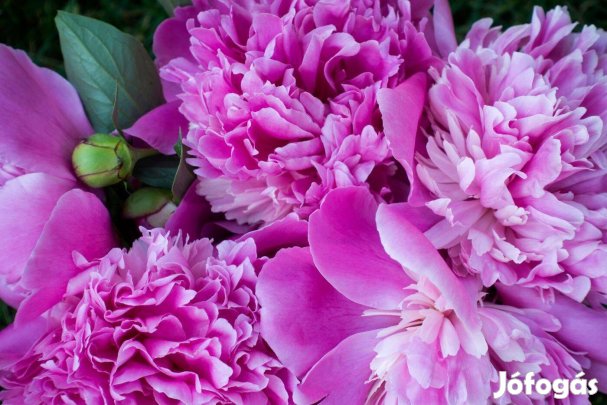 Rozsaszin pünkösdi rózsa tövek eladóak