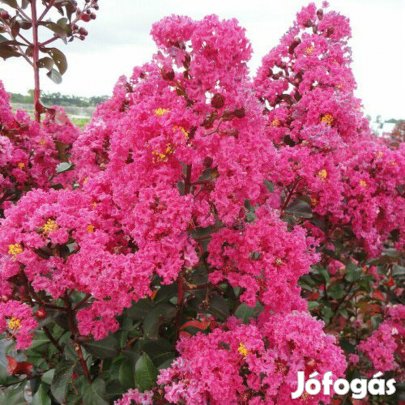 Rózsaszín selyemmirtusz fa méretben eladó