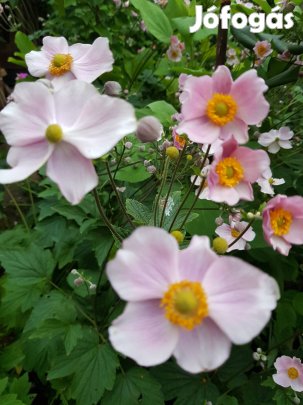 Rózsaszín szellőrózsa 