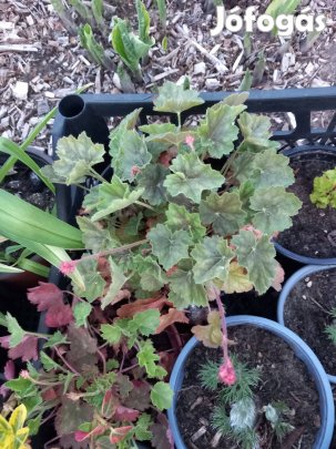 Rózsaszín virágú tűzeső kerti évelő növény