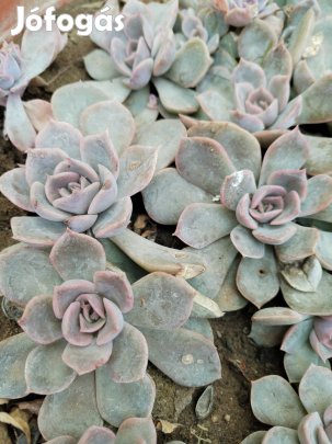 Rózsaszínes levelű kövirózsa 