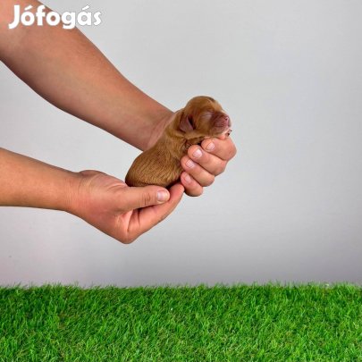 Ruby Cavalier King Charles Spániel kan kiskutya