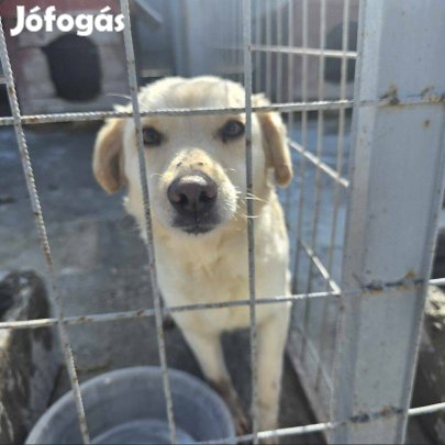 Ruby, 2 éves, kis-közepes testű keverék lány örökbe fogadható