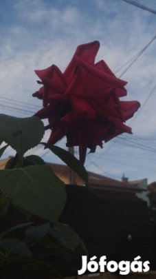 Ryobi 177 Vintage horgászorsó