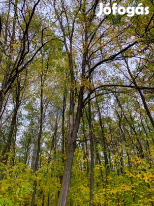 SAJÁT ERDŐ, SAJÁT TÉR  BEÉPÍTHETŐ KÜLTERÜLETI TELEK ELADÓ!!