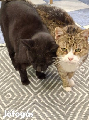 Saci vagyok 6 éves , örökbefogadó gazdit keres ingyenesen