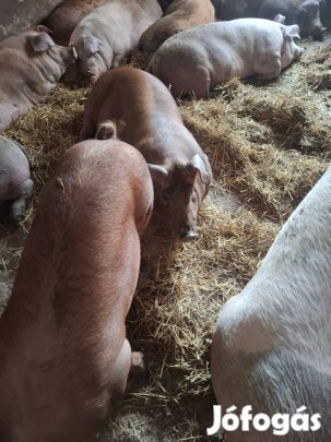Saját nevelésű hízó sertés
