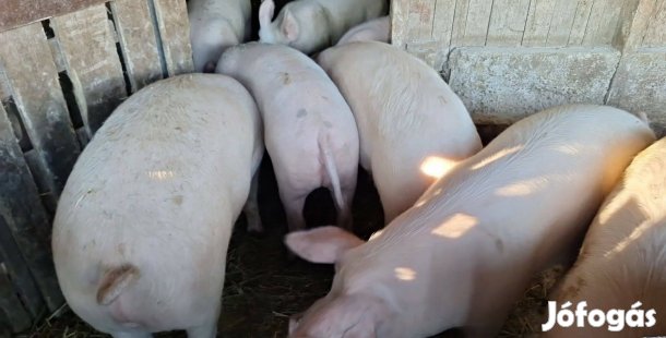 Saját takarmányon nevelt sertések új otthont keresnek!