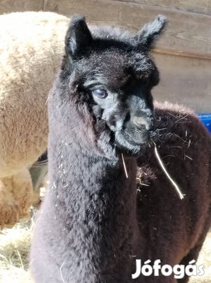 Saját tenyesztesű alpaka csődör csikók eladók 