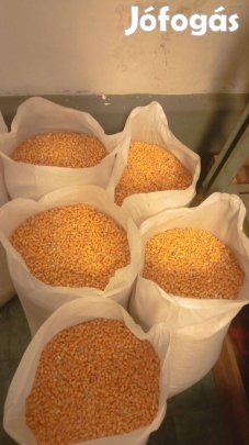 Saját termésű magyar kukorica 25kg.-os kiszerelésben,eladó!