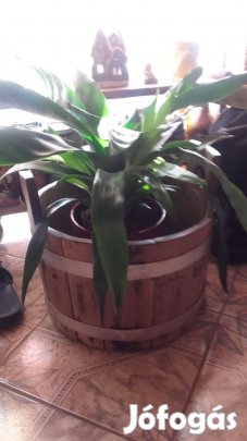 Sajtár , virágtartó. dekoráció