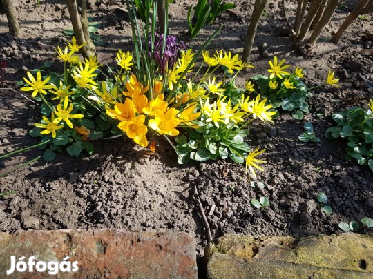 Saláta boglárka palánták