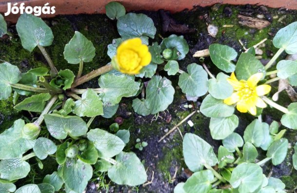 Salátaboglárka évelő virág