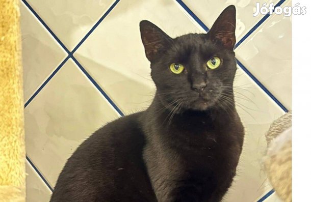 Sally cica vagyok örökbefogadó gazdát keresek ingyenesen