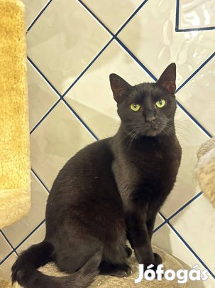 Sally cica vagyok örökbefogadó gazdát keresek ingyenesen