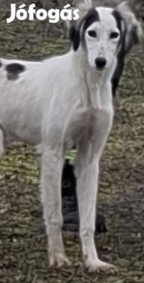 Saluki Perzsa agár szuka