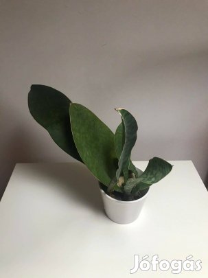 Sansevieria Congo Anyósnyelv szobanövény