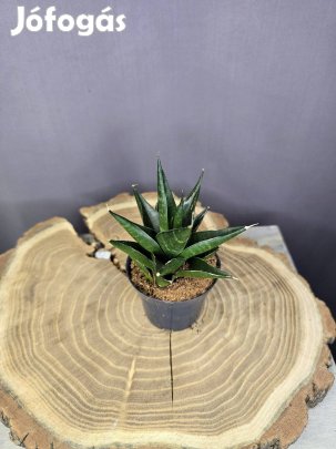 Sansevieria Dark Lady